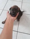 Preta