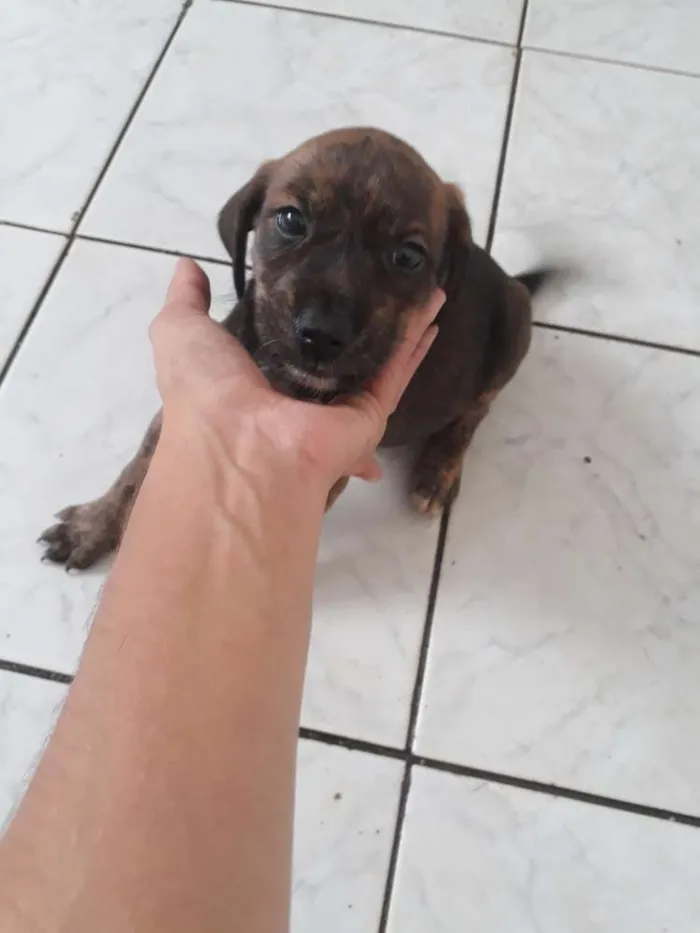 Cachorro ra a Srd idade Abaixo de 2 meses nome Preta