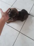 Preta