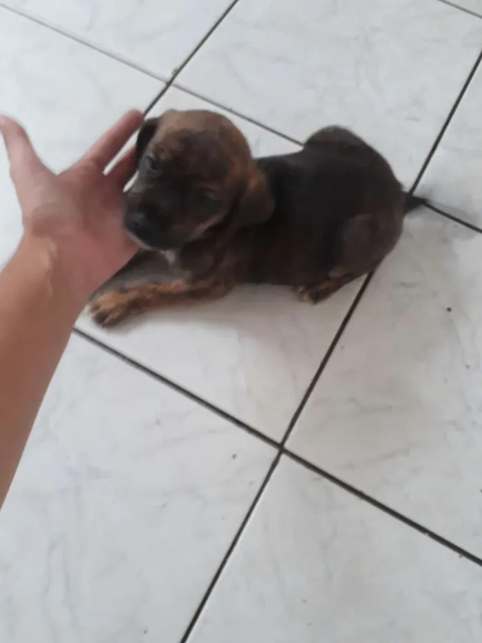 Cachorro ra a Srd idade Abaixo de 2 meses nome Preta