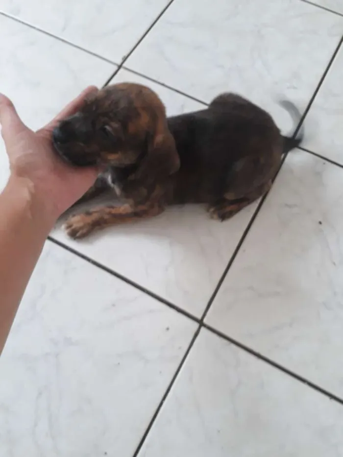 Cachorro ra a Srd idade Abaixo de 2 meses nome Preta