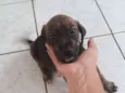 Preta