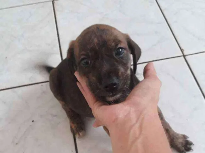 Cachorro ra a Srd idade Abaixo de 2 meses nome Preta