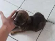 Preta