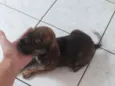 Preta