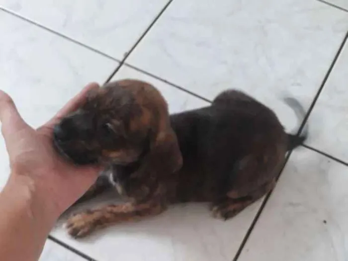 Cachorro ra a Srd idade Abaixo de 2 meses nome Preta