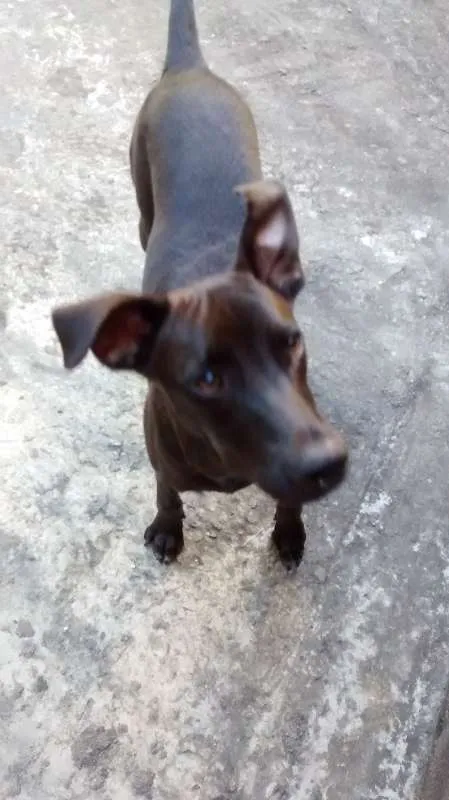 Cachorro ra a MESTIÇO idade 2 a 6 meses nome BILLY