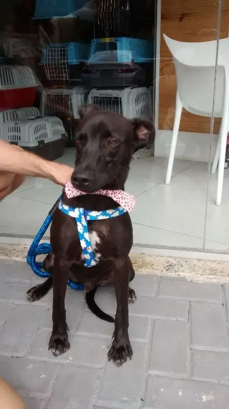 Cachorro ra a MESTIÇO idade 2 a 6 meses nome BILLY