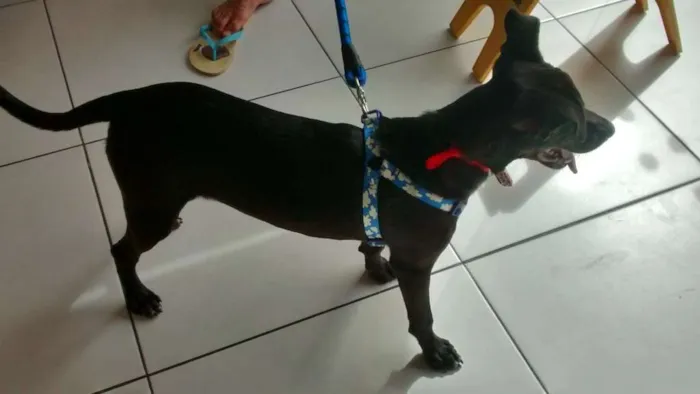 Cachorro ra a MESTIÇO idade 2 a 6 meses nome BILLY