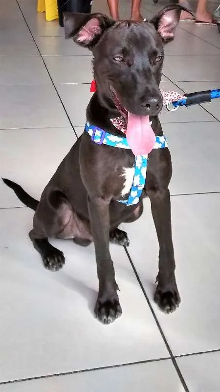 Cachorro ra a MESTIÇO idade 2 a 6 meses nome BILLY