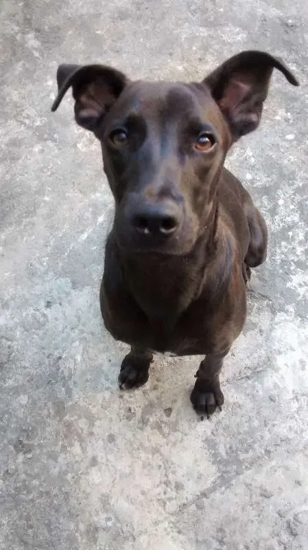 Cachorro ra a MESTIÇO idade 2 a 6 meses nome BILLY