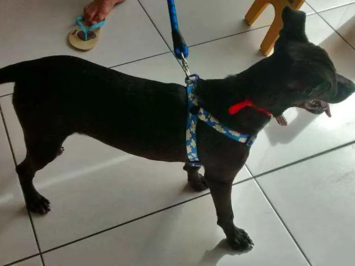 Cachorro ra a MESTIÇO idade 2 a 6 meses nome BILLY