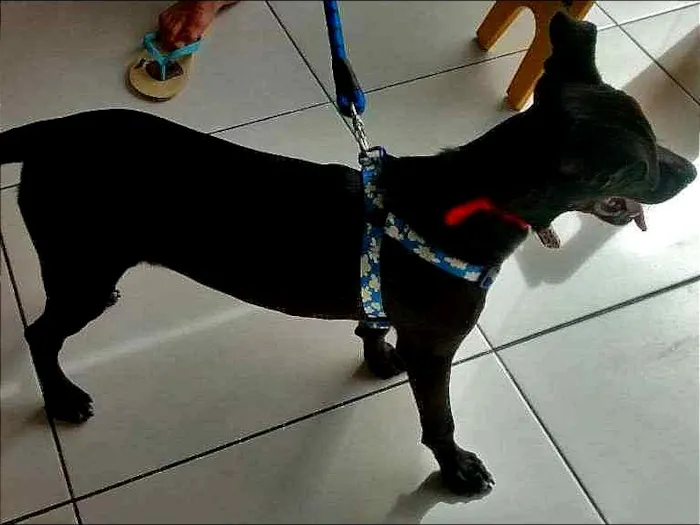 Cachorro ra a MESTIÇO idade 2 a 6 meses nome BILLY