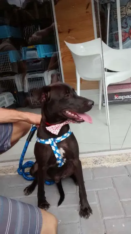 Cachorro ra a MESTIÇO idade 2 a 6 meses nome BILLY