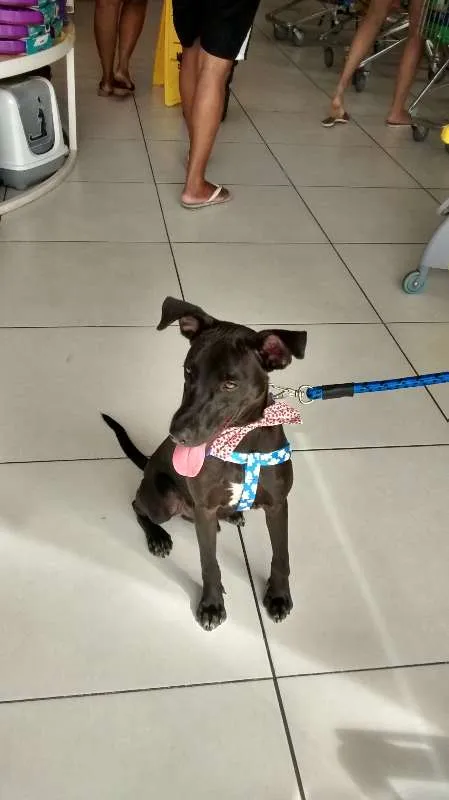 Cachorro ra a MESTIÇO idade 2 a 6 meses nome BILLY