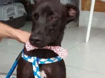 Cachorro ra a MESTIÇO idade 2 a 6 meses nome BILLY