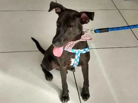 Cachorro ra a MESTIÇO idade 2 a 6 meses nome BILLY