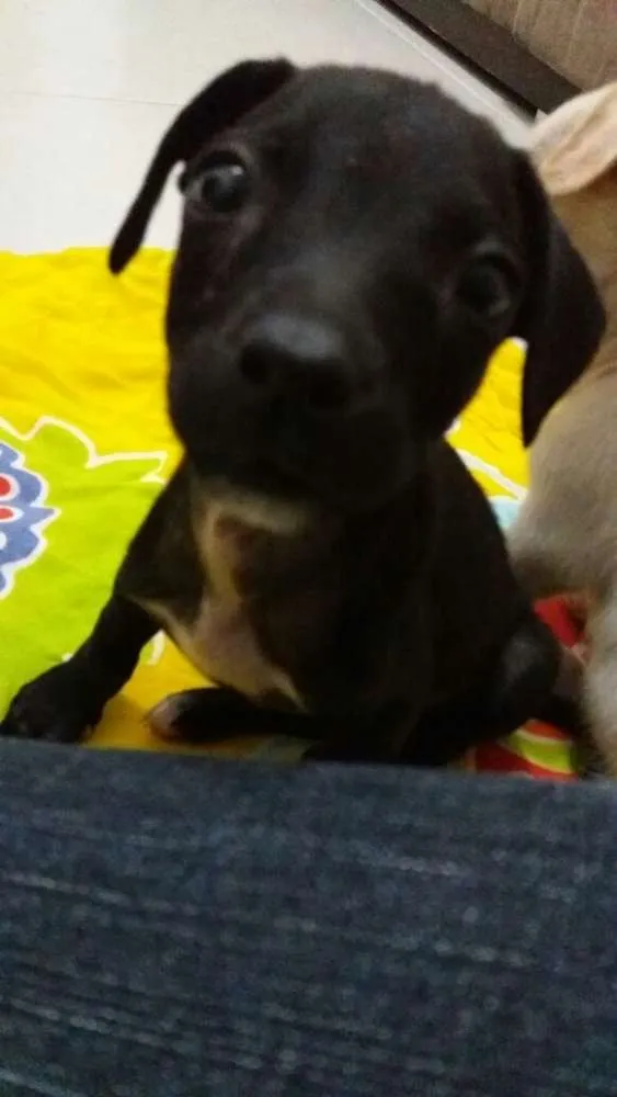 Cachorro ra a  idade 2 a 6 meses nome Sem Nome