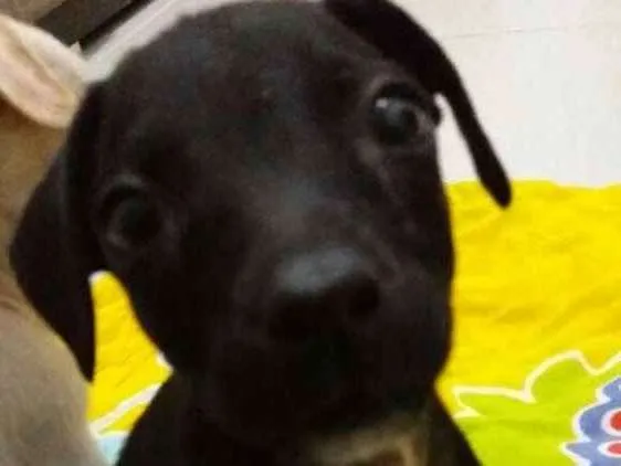 Cachorro ra a  idade 2 a 6 meses nome Sem Nome