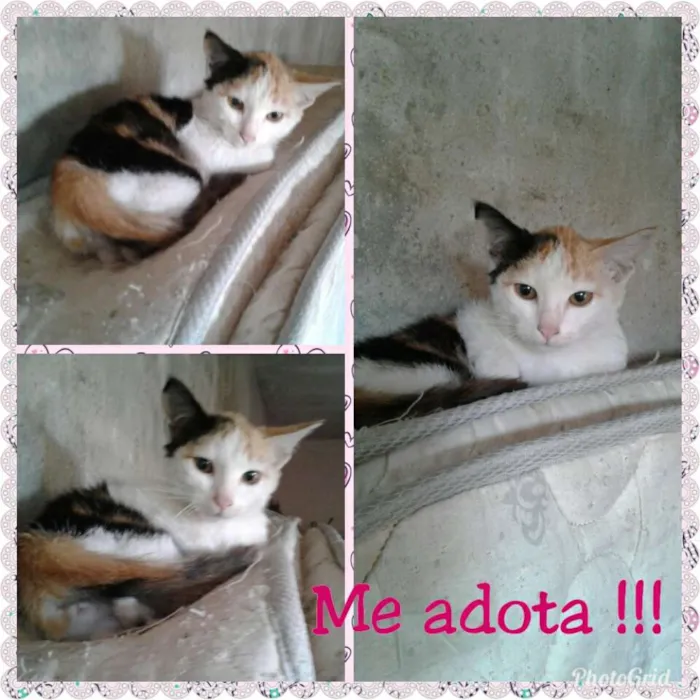 Gato ra a Srd idade 2 a 6 meses nome Luna 