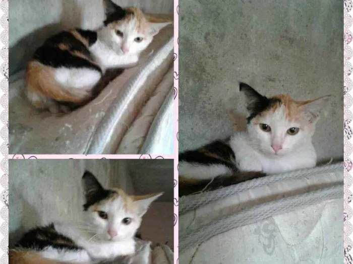 Gato ra a Srd idade 2 a 6 meses nome Luna 