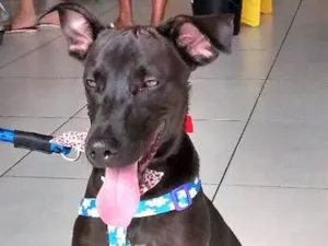 Cachorro raça MESTIÇO idade 2 a 6 meses nome BILLY