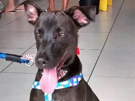 Cachorro ra a MESTIÇO idade 2 a 6 meses nome BILLY