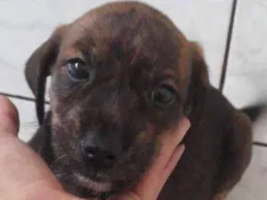 Cachorro raça Srd idade Abaixo de 2 meses nome Preta