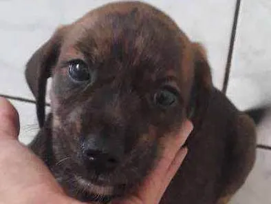 Cachorro ra a Srd idade Abaixo de 2 meses nome Preta