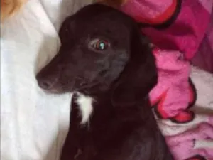 Cachorro raça Basset-Cofap idade 1 ano nome Miguel
