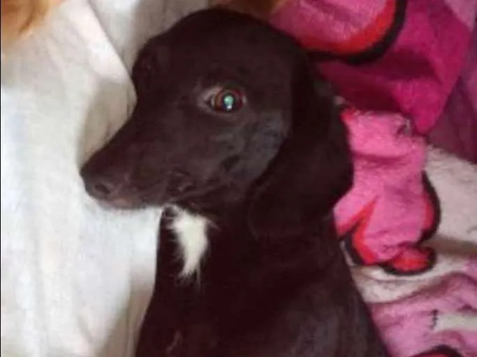 Cachorro ra a Basset-Cofap idade 1 ano nome Miguel
