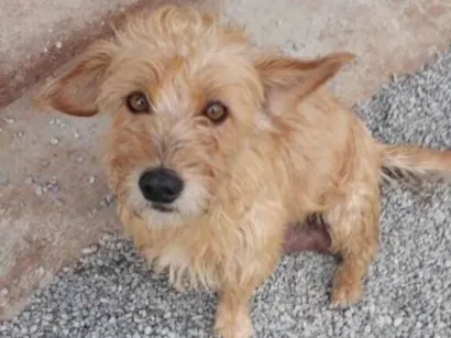 Cachorro raça  idade 6 ou mais anos nome Polly
