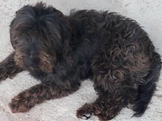 Cachorro ra a Poodle com vira lata idade 2 anos nome Marley