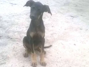 Cachorro raça SRD idade 2 a 6 meses nome Lua
