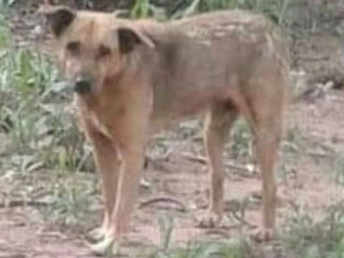 Cachorro ra a sem raça definida idade 5 anos nome Paçoca GRATIFICA