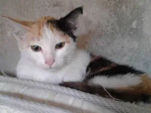 Gato raça Srd idade 2 a 6 meses nome Luna 