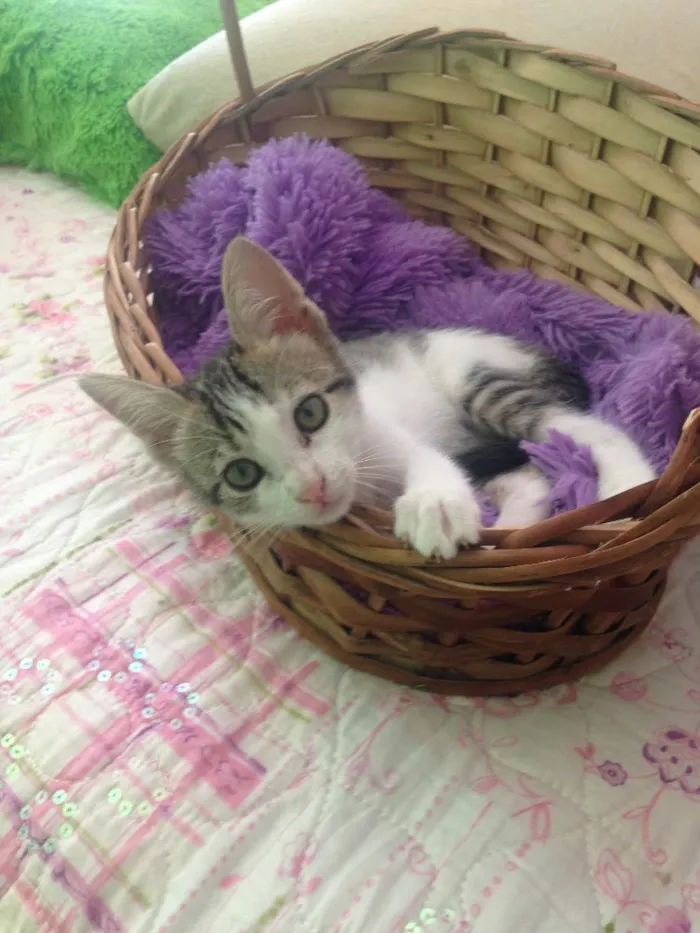Gato ra a SRD idade 2 a 6 meses nome Mel