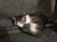 Mel