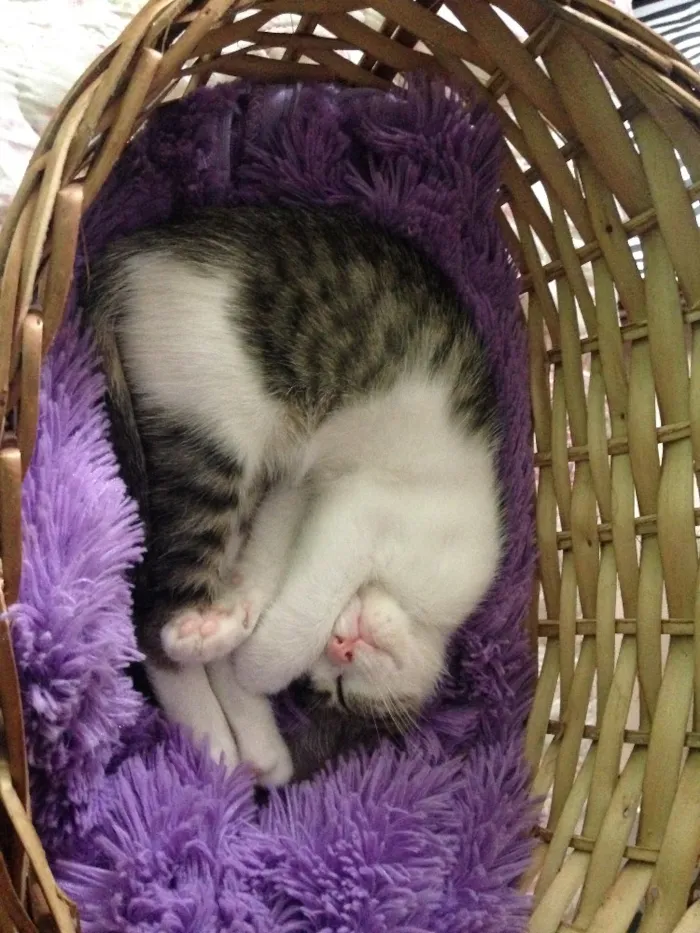 Gato ra a SRD idade 2 a 6 meses nome Mel