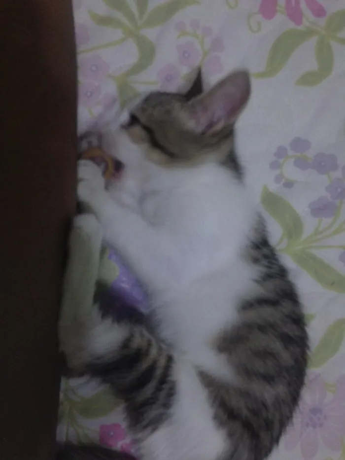 Gato ra a SRD idade 2 a 6 meses nome Mel