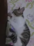 Mel
