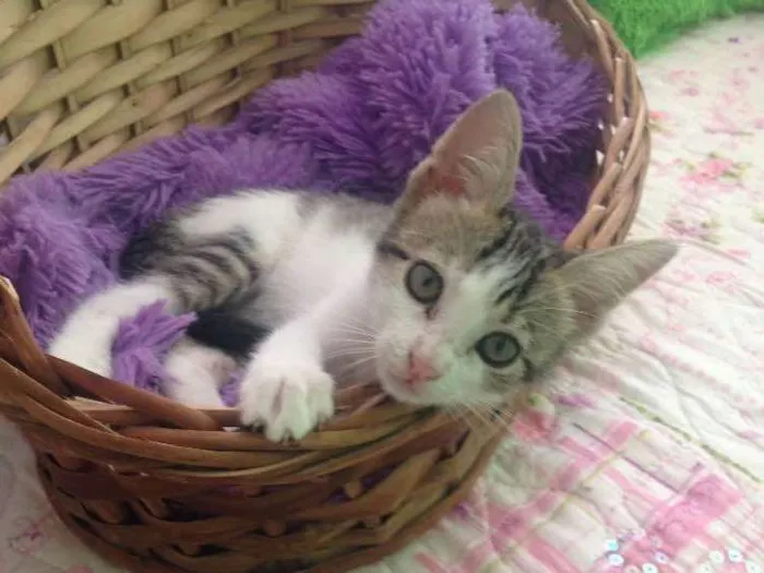 Gato ra a SRD idade 2 a 6 meses nome Mel