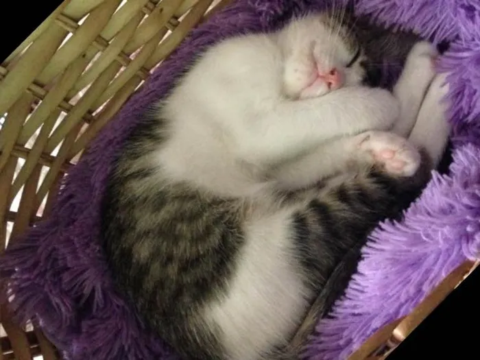 Gato ra a SRD idade 2 a 6 meses nome Mel