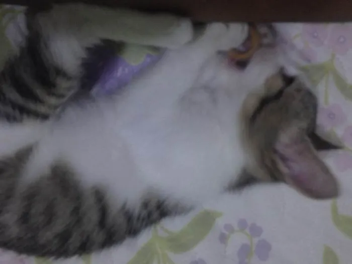 Gato ra a SRD idade 2 a 6 meses nome Mel