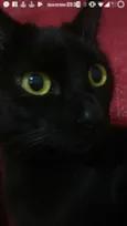 Amora e Pantera
