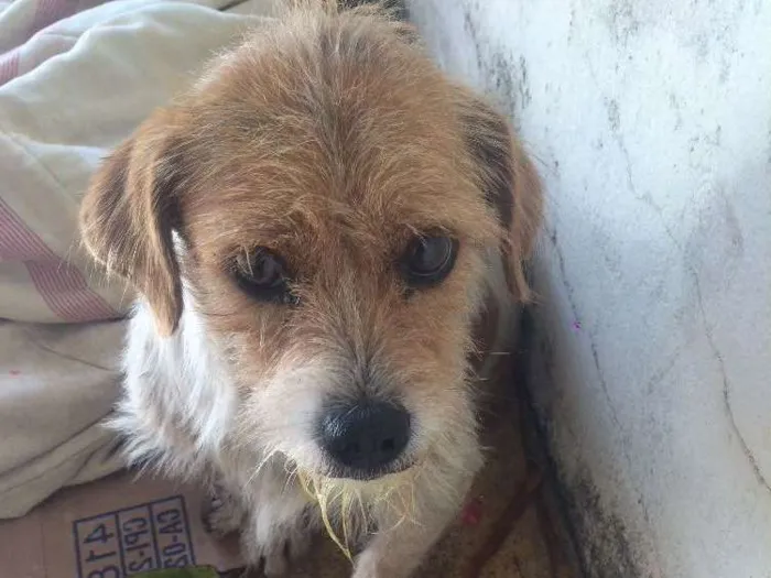 Cachorro ra a SRD idade 2 anos nome Stan