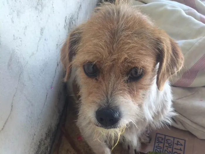 Cachorro ra a SRD idade 2 anos nome Stan