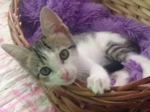 Gato raça SRD idade 2 a 6 meses nome Mel