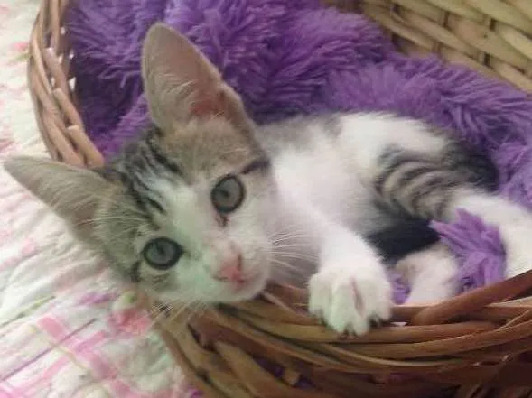 Gato ra a SRD idade 2 a 6 meses nome Mel