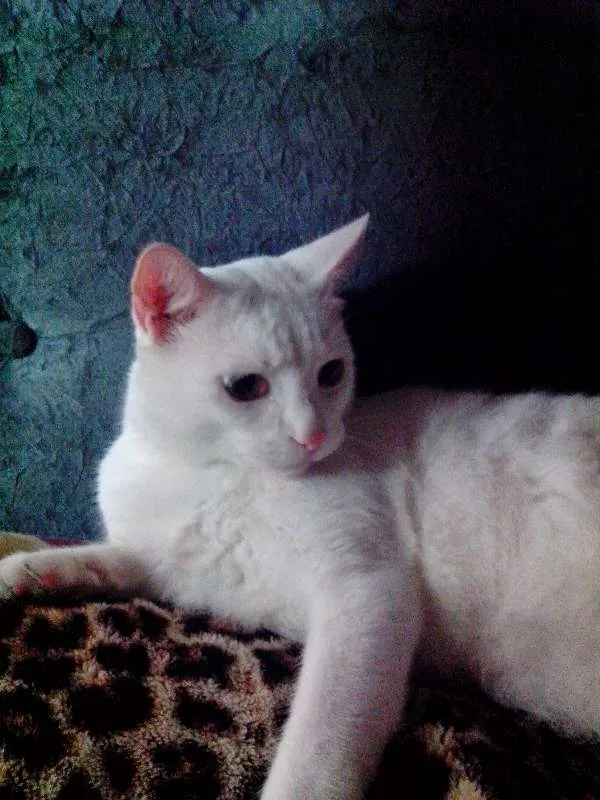 Gato ra a PERSA COM VIRA LATA idade 3 anos nome COCADA